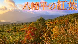 【秋本番！】どこよりも速い！2021年八幡平の紅葉