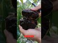 Black sapote atau buah puding coklat #sawohitam #blacksapote #buahpudingcoklat