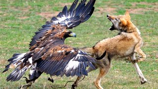 Eagle Vs Wolf