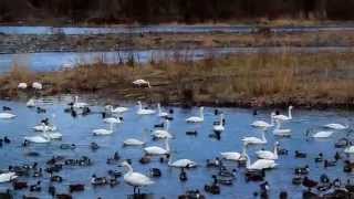 白鳥湖2014.3.21安曇野