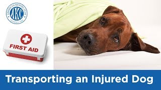 Transporting an Injured Dog - Vet Tips with Dr. Klein