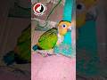 Fency Parrot child | Beautiful Parrot #youtubeshorts #parrotvideo