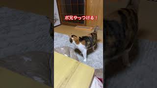 いつもバレてる待ち伏せ作戦#妹猫にやられる兄猫#黒猫#三毛猫