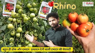 दमदार उत्पादन देना वाला टमाटर | Rhino🍅 Tomato | Ravi Hybrid Seeds | AGRI india