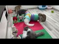 You Laugh You Lose 🤣 Funniest Cats and Dogs 2024 😸🐶 Part 32