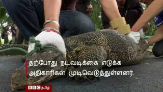 உடும்புகள் ஆக்கிரமிப்பு