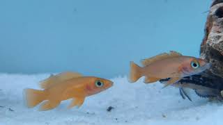 Neolamprologus leleupi (Lemon cichlid - Lake Tanganyika)