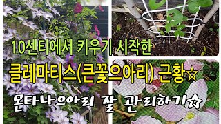 [큰꽃으아리,클레마티스#12] 인터넷으로 구매한 10센티 클레마티스 5개월의 성장 근황, 몬타나으아리가 꽃이 지고 난 후 관리 방법 및 새줄기 근황♡200812