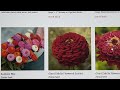 must have zinnia seeds for your garden