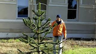 Monkey puzzle tree (Araucaria araucana) - Plant Identification