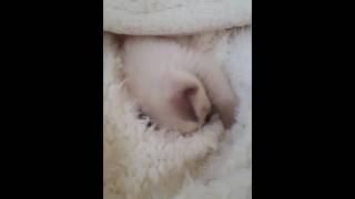 Lily the Ragdoll Loves Her Blanket!