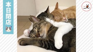 仲良く密着して寝ている３匹のニャンコ😽💤【PECO TV】