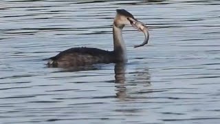 Grebe catches large fish and a duck is almost captured by a raptor.