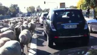 Schafe in Oberföhring München