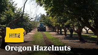 Oregon is the nation's hazelnut capital