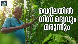 വെറ്റിലയില്‍ നിന്ന് മദ്യവും മരുന്നും  | Betel Leaf Farming