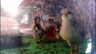 Long‐tailed rooster chicks.尾長鶏のヒナ。#02