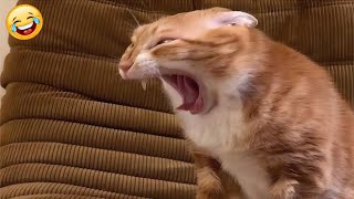 Funniest Animals 😂 Best Funny Cats and Dogs Videos 😹🐶 - Part.15