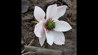 Magnolia Sugar Flower Tutorial