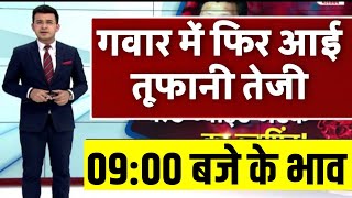 15 November 2024। ग्वार के ताजा भाव | gwar ka bhav | guar ka rate today | ग्वार तेजी मंदी रिपोर्ट