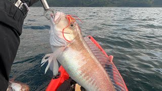 カヤックフィッシング、タイラバでゲキレア”白甘鯛”53cmを初めて釣る・・・kayakfishing