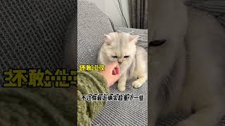 【#弟弟是只大脸猫】十多斤的小猫枕在胳膊上一晚上的感觉谁懂啊!#监控下的一幕#ziwi #ziwi巅峰罐头#巅峰新年龘餐