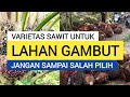 Varietas Sawit Untuk Lahan Gambut || Yang Sering Jadi Pilihan Di Masyarakat