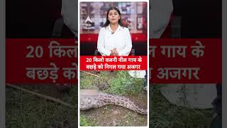 Rajasthan News: 20 किलों वजनी नील गाय के बछड़े को निगल गया अजगर... | ABPLIVE | SHORTS |