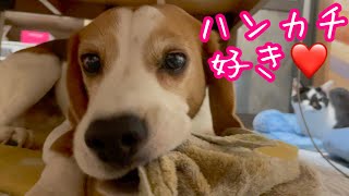 【BEAGLEさつき】ハンカチが好きすぎてママの手を噛んでしまい、反省する犬。Satsuki the Beagle