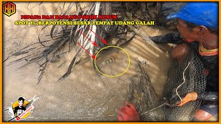 harus berani turun ke lumpur!!  menangkap segerombolan besar kawanan udang galah sungai