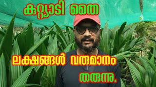 ലക്ഷങ്ങളുടെ വരുമാനം തലമുറകൾക്കും|കുറ്റ്യാടി തൈ|faiz talk