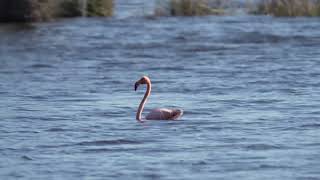 2023.12.30 - American Flamingo - Cape Romain NWR - Bull's Island, South Carolina