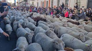 LA FIESTA DE LA TRASHUMANCIA DE MADRID||SHEEPS IN PARADE