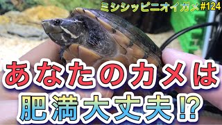 【ミシシッピニオイガメ】飼育 124 あなたのカメは肥満大丈夫⁉︎