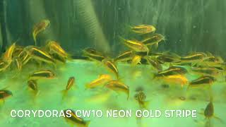 Corydoras CW10 NEON GOLD STRIPE