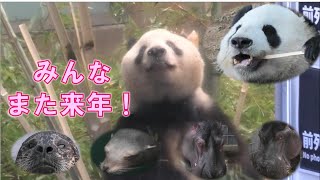 12/28シャンシャン今年の締めくくりで最後に可愛い顔を見せてくれたgiantpanda @tokyo 上野動物園