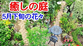 【癒しの庭 5月下旬の花々】梅雨入りした5月下旬の花々です。春の花は終わりに近づき種の熟成期に入ります。咲き始めた花もあり満開が楽しみです。2023年5月31日