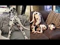 FUNNY AND CUTE DALMATIANS - THIS IS THE MOST LOVELY AND FUNNIEST VIDEO!!! Funny Pets 🐶🤍