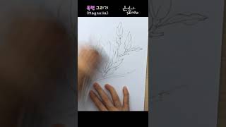 목련꽃 스케치와 연필 전사과정 | Flower Drawing Magnolia | 꽃그림배우기
