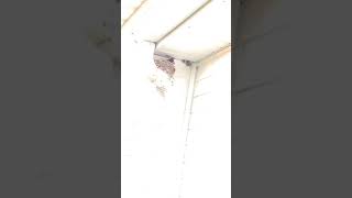 Barn swallow nest