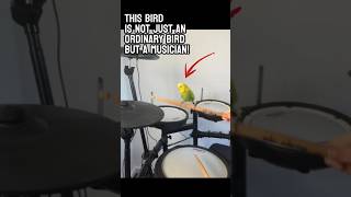 This Little Bird Can Actually Sing?🥳🥳🥳 #shorts #bird #lovebird