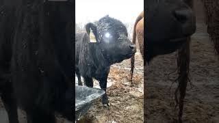 Cows Screaming with Voice Effects - Part 23