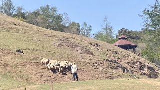 南投清境農場 青青草原綿羊秀 | 牧羊犬趕羊秀 | 剪羊毛秀 | 台灣牧羊人 | 假日滿場觀眾