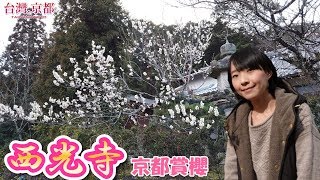 台湾人の京都観光案内・京都亀岡 西光寺 早咲の桜！2019年3月