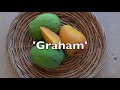 tips for picking and eating julie carrie and graham mangos