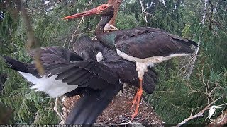 Melnais stārķis~Kaupo was fishing 17:38  2018/08/04