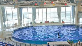 アクアワールド茨城県大洗水族館　イルカ・アシカ　オーシャンライブ　2022.12.23　14:00～