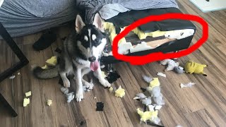 My Husky Destroys Everything!😱 HOW CAN I STOP THIS?