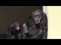 リュウ家族 チンパンジー 85 chimpanzee ryu family groups