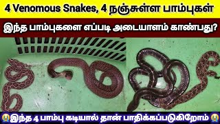 இந்த 4 விஷப்பாம்புகள் கடியால் தான் அதிகமான பேர் பாதிக்கப்படுகிறார்கள்😭 இந்த பாம்புகளை எப்படி அறிவது?